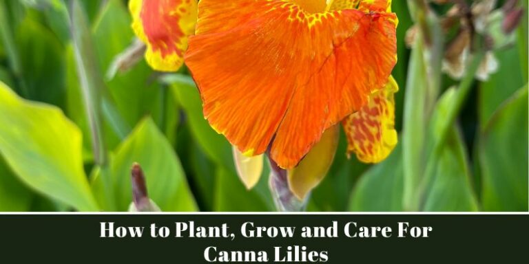 How to Plant, Grow and Care For Canna Lilies