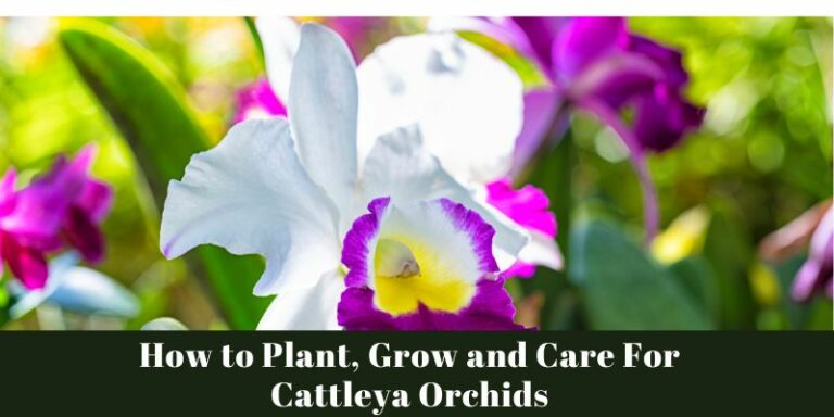 How to Plant, Grow and Care For Cattleya Orchids