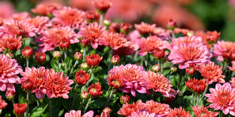 All About Chrysanthemums