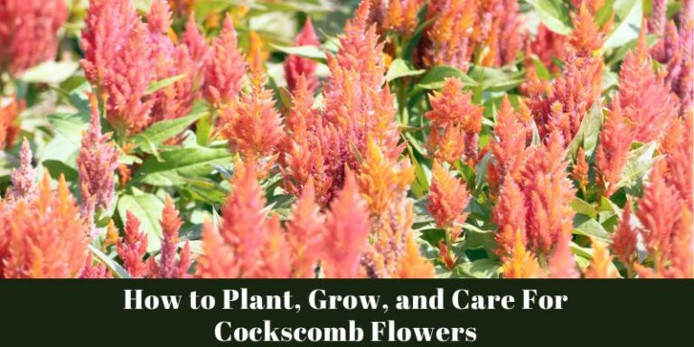How to Plant, Grow, and Care For Cockscomb Flowers