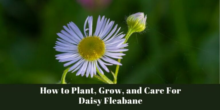 How to Plant, Grow, and Care For Daisy Fleabane