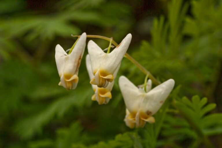 How to Plant, Grow, and Care For Dutchman’s Breeches