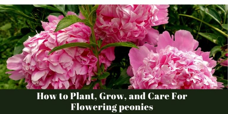 How to Plant, Grow, and Care For Flowering peonies