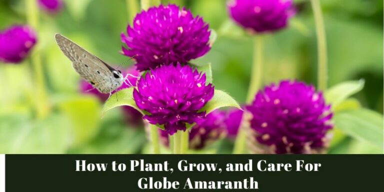 How to Plant, Grow, and Care For Globe Amaranth
