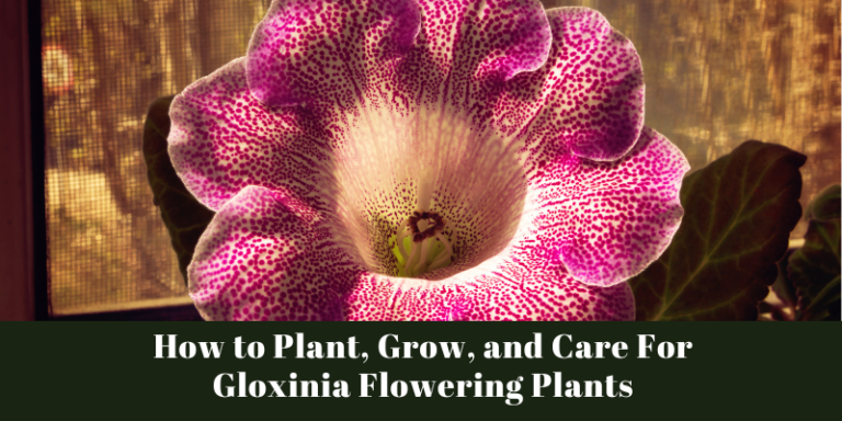 How to Plant, Grow, and Care For Gloxinia Flowering Plants