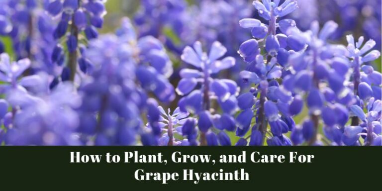 How to Plant, Grow, and Care For Grape Hyacinth