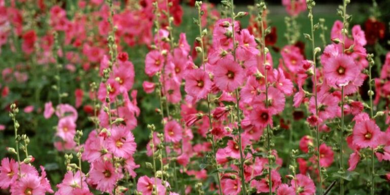 How to Plant, Grow and Care For Hollyhocks