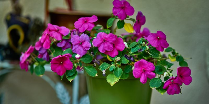 All About  Impatiens