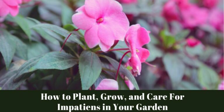 How to Plant, Grow, and Care For Impatiens in Your Garden