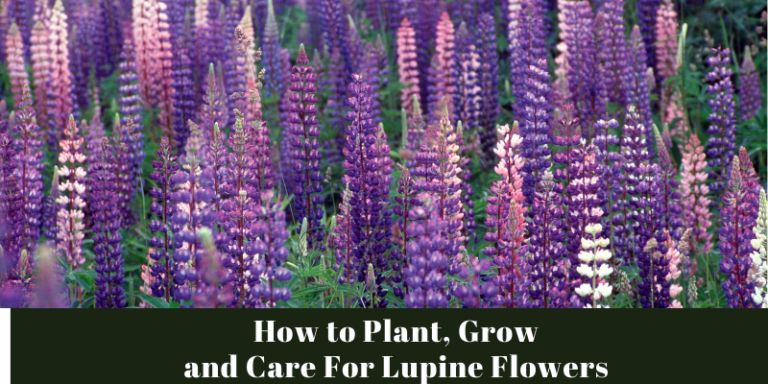 How to Plant, Grow and Care For Lupine Flowers