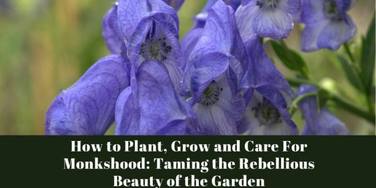How to Plant, Grow and Care For Monkshood: Taming the Rebellious Beauty of the Garden