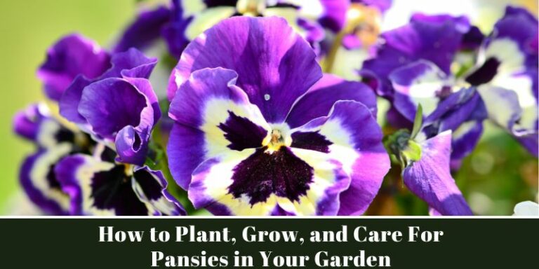 How to Plant, Grow, and Care For Pansies in Your Garden