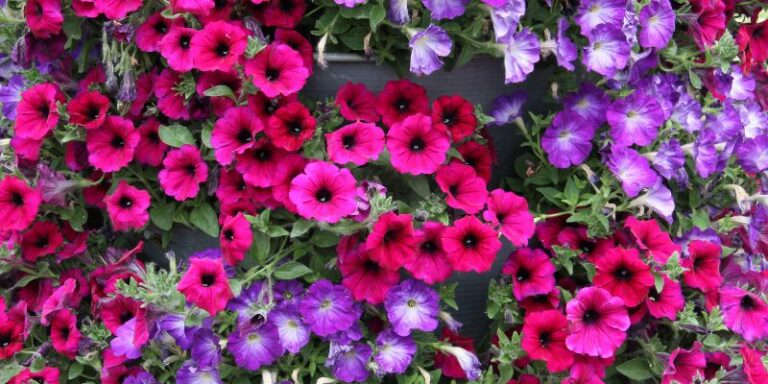 How to Plant, Grow and Care For Petunias?