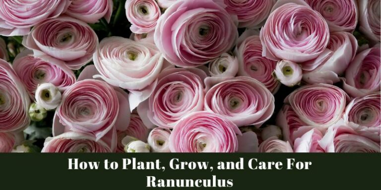 How to Plant, Grow, and Care For Ranunculus