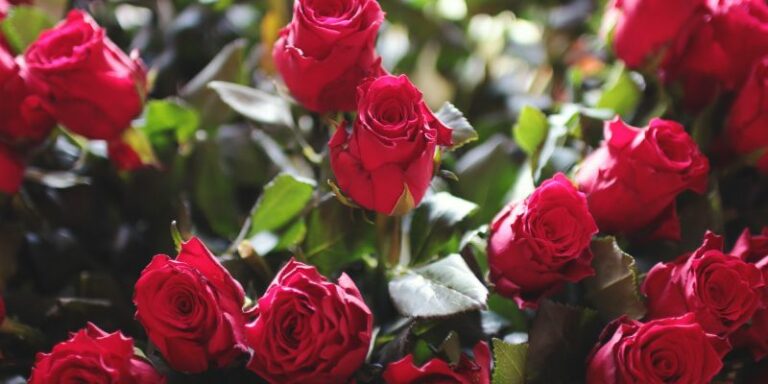 How to Plant, Grow and Care For Roses