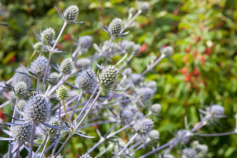 Planting, Growing, and Caring for Sea Holly: A Comprehensive Guide