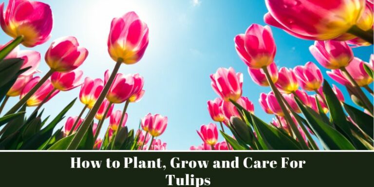 How to Plant, Grow and Care For Tulips