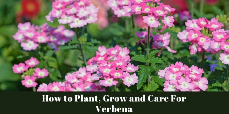 How to Plant, Grow and Care For Verbena