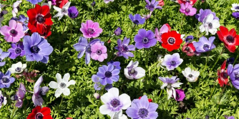 How to Plant, Grow, and Care for Anemone Flowers: An Enchanting Horticultural Journey
