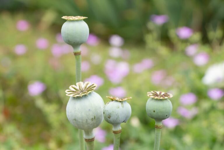 How to Plant, Grow, and Care for Breadseed Poppies