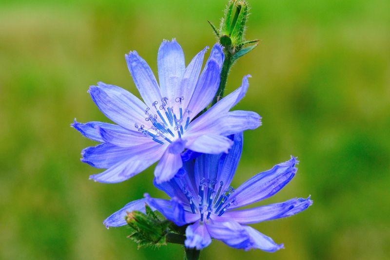 How To Plant, Grow, And Care For Chicory: The Complete Gardener's Guide ...