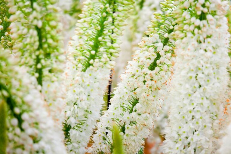 How to Plant, Grow, and Care for Foxtail Lilies: The Gardener’s In-Depth Guide
