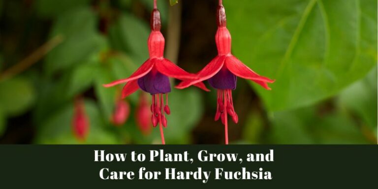 How to Plant, Grow, and Care for Hardy Fuchsia: A Dance of Color and Resilience