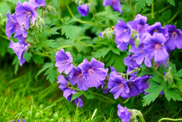 How to Plant, Grow, and Care for Hardy Geraniums