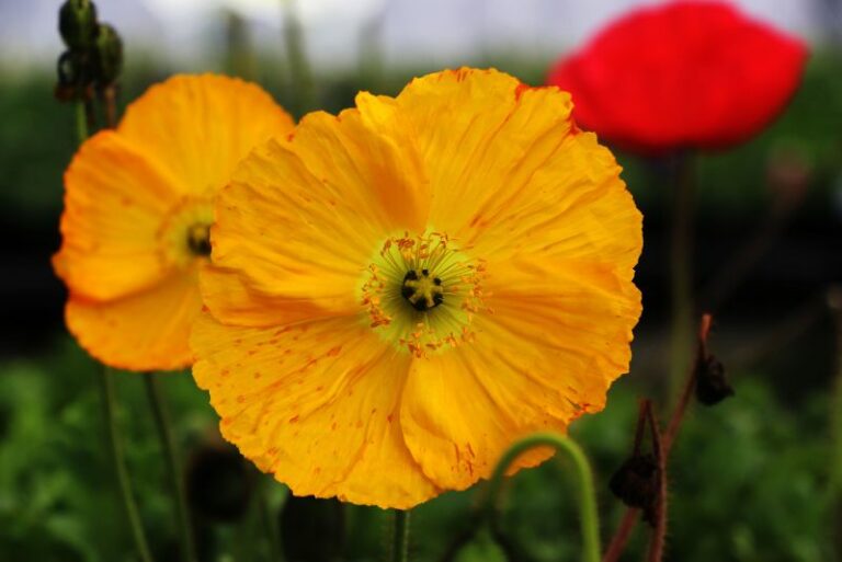 How to Plant, Grow, and Care for Iceland Poppies