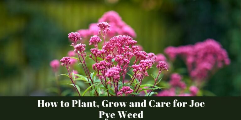 How to Plant, Grow and Care for Joe Pye Weed
