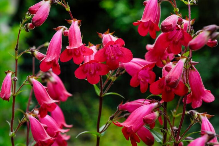 How to Plant, Grow, and Care for Penstemon: A Comprehensive Guide for Every Gardener