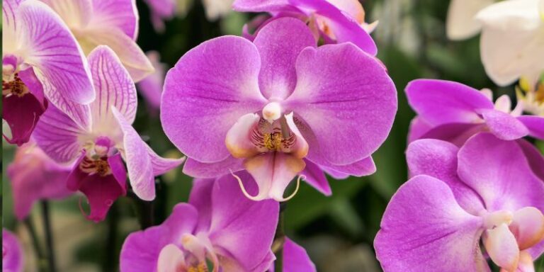 How to Plant, Grow, and Care for Phalaenopsis Orchids: A Testament to Patience and Beauty