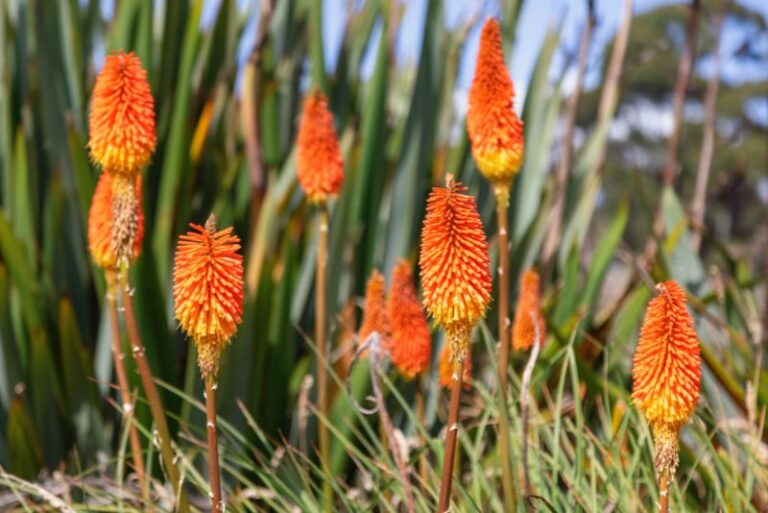 How to Plant, Grow, and Care for Red Hot Poker Plants