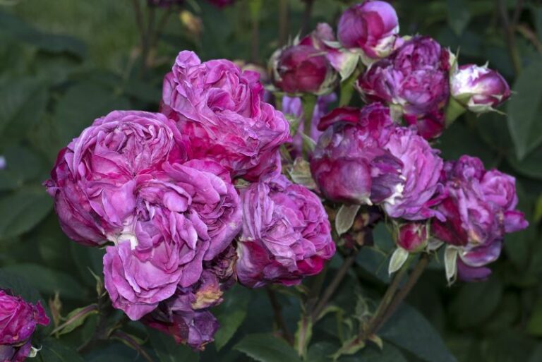 The Gardener’s Guide to Thriving Reine des Violettes Roses