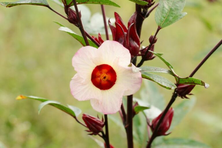 How to Plant, Grow, and Care for the Roselle Plant: A Full Gardener’s Guide