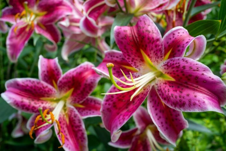How to Plant, Grow, and Care for Stargazer Lilies: A Gardener’s Comprehensive Guide