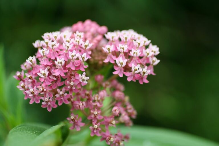How to Plant, Grow, and Care for Swamp Milkweed