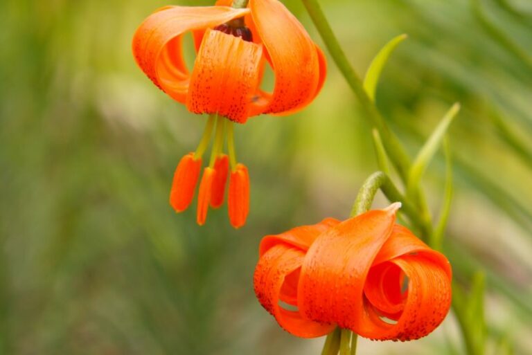 The Ultimate Guide to Planting and Caring for Turk’s Cap Lilies