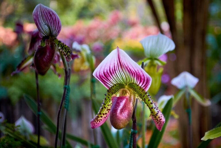 How to Plant, Grow, and Care for Venus Slipper Orchids