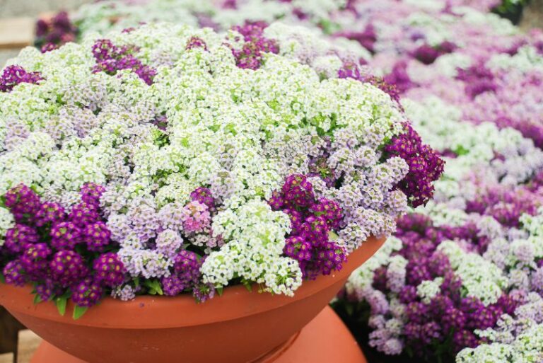 Ultimate Guide to Planting and Caring for ‘Oriental Nights’ Sweet Alyssum