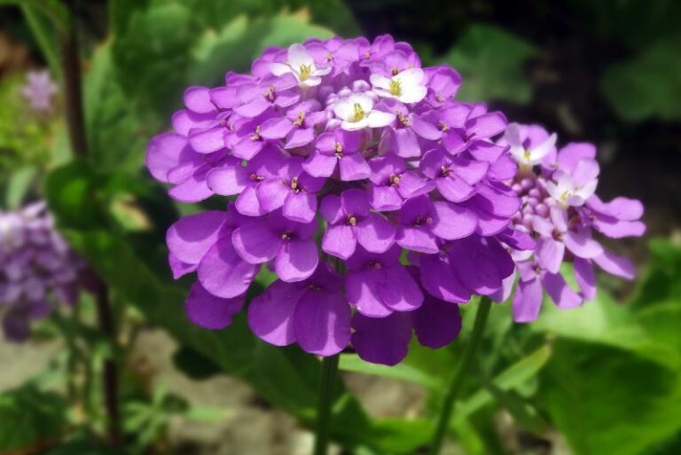 How to Plant, Grow, and Care for ‘Rosie O’Day’ Sweet Alyssum: Your Garden’s Ticket to Fragrant Bliss