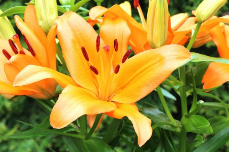 How to Plant and Grow Daylilies: The Ultimate Carefree Perennial