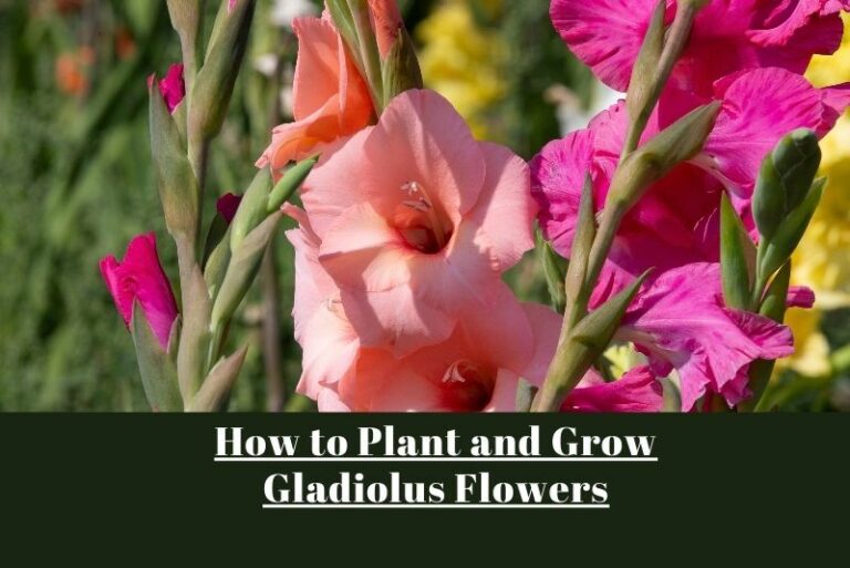 Guide to Planting and Growing Gladiolus Flowers