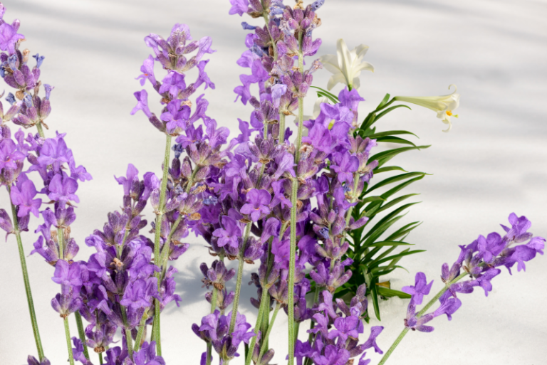 How to Plant and Grow Lavender: Your Comprehensive Guide