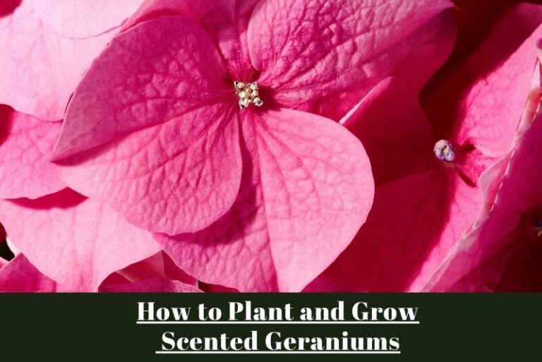 How to Plant and Grow Scented Geraniums: The Ultimate Guide for Fragrant Delights in Your Garden