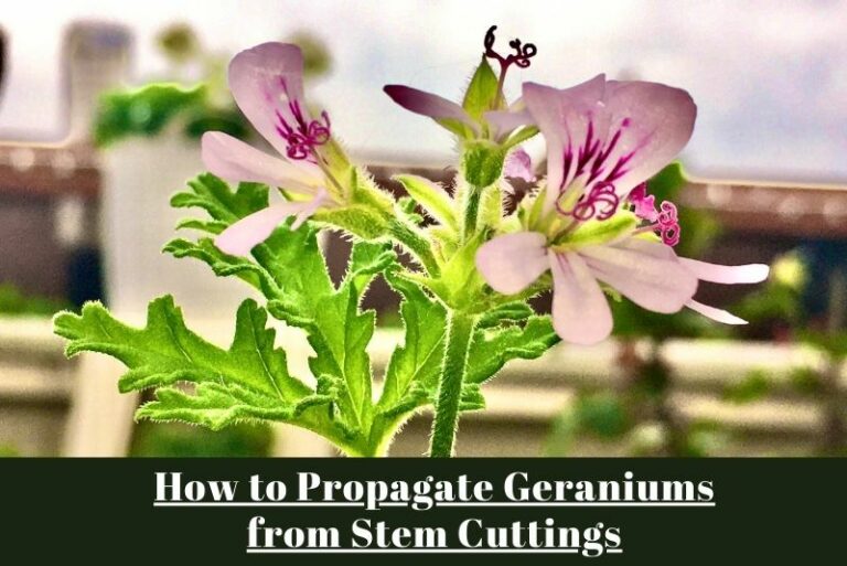 How to Propagate Geraniums from Stem Cuttings: A Gardener’s Guide to Success