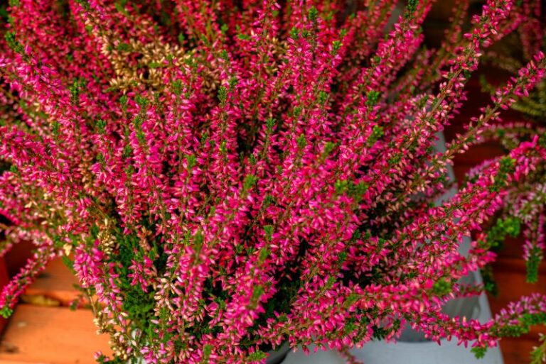 Heather Plant Propagation: A Green Thumb’s Comprehensive Guide