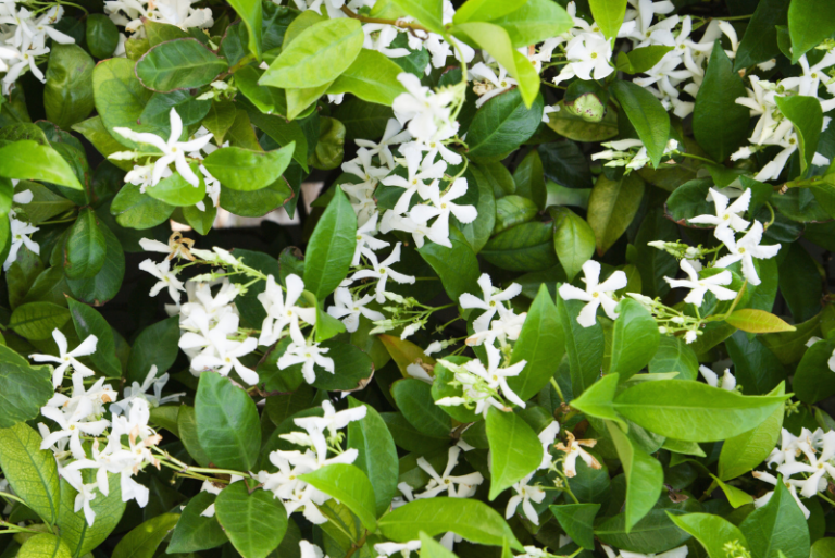 The Fragrant Art of Jasmine Propagation: A Gardener’s Guide