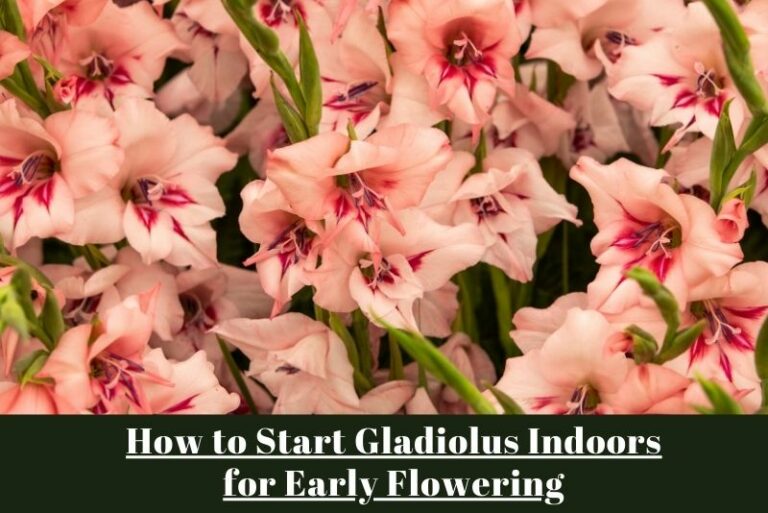 How to Start Gladiolus Indoors for Early Flowering: A Complete Guide