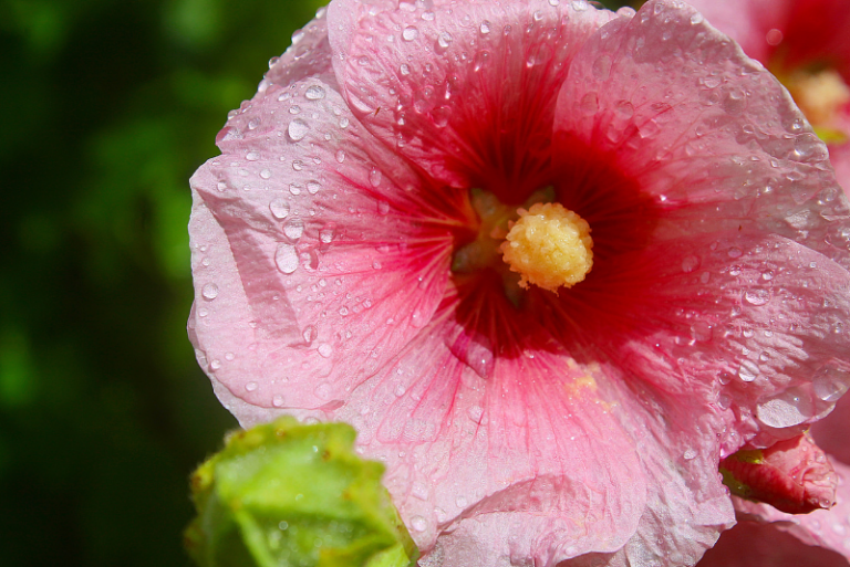 Guide to Winterizing Hollyhocks for Gardening Enthusiasts